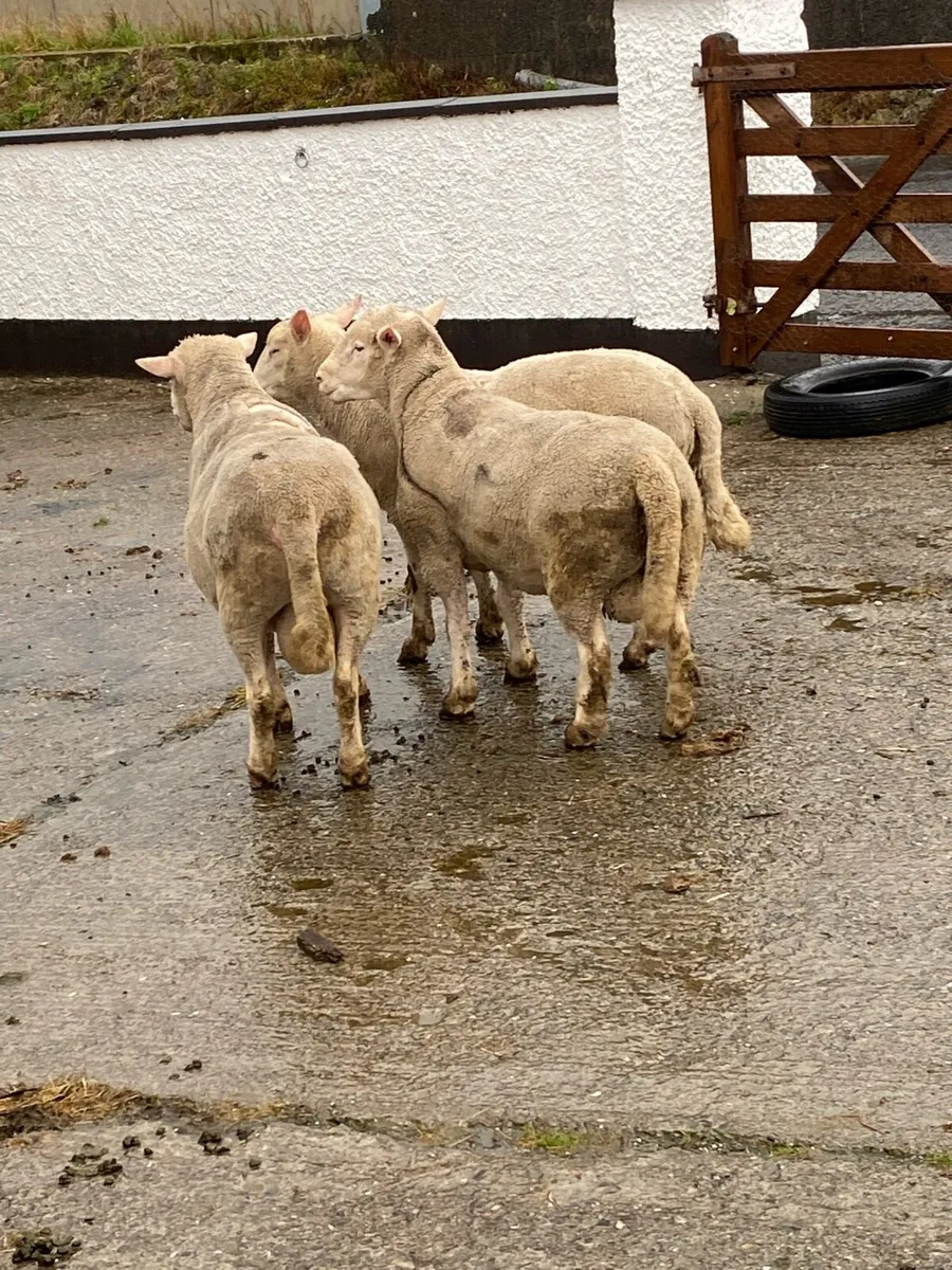 Rams - Image 3