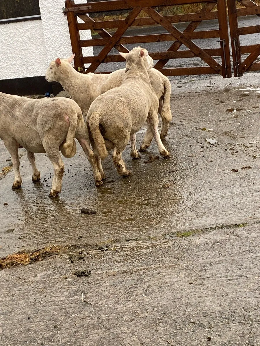 Rams - Image 4