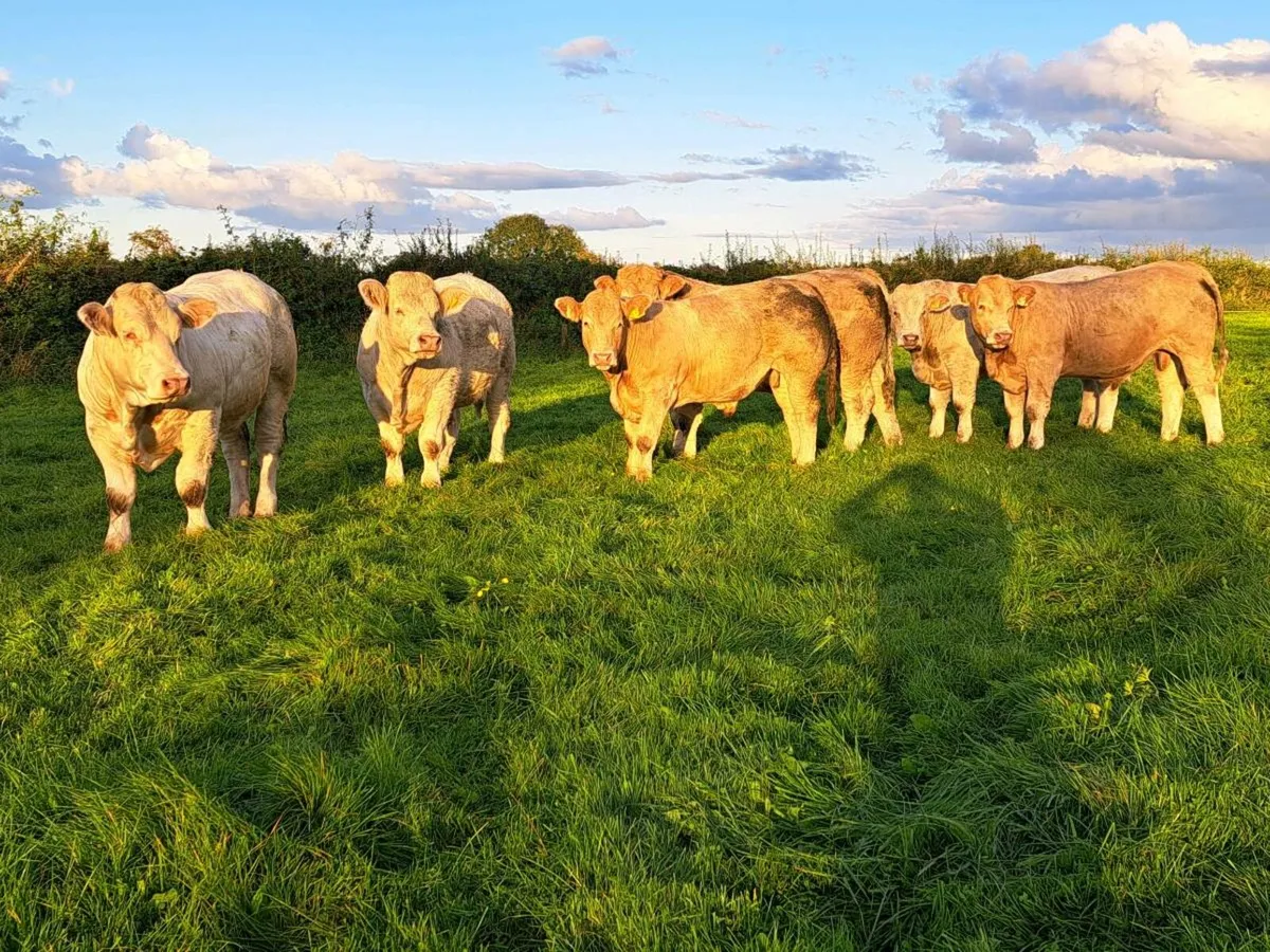 Forward Store Bullocks - Image 1
