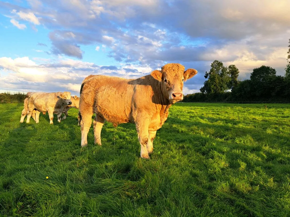 Forward Store Bullocks - Image 2