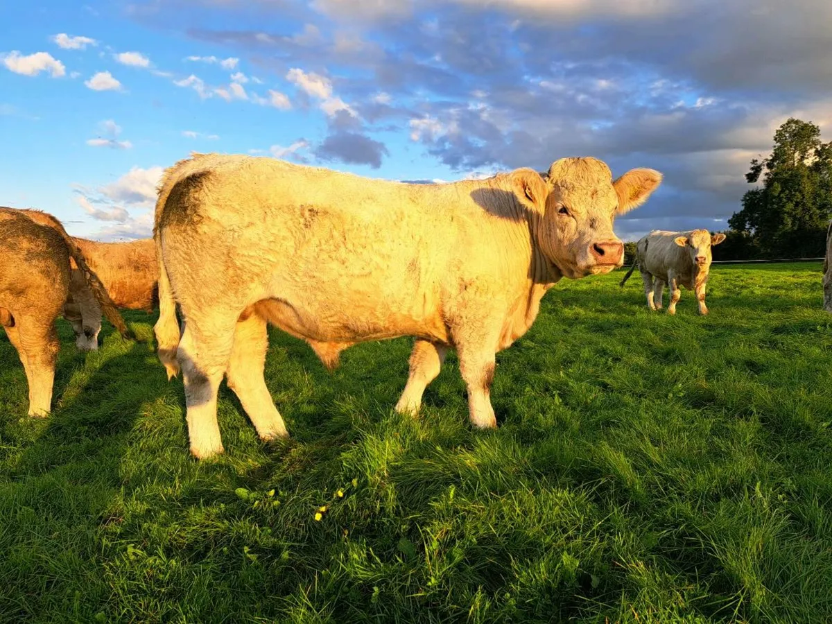 Forward Store Bullocks - Image 3