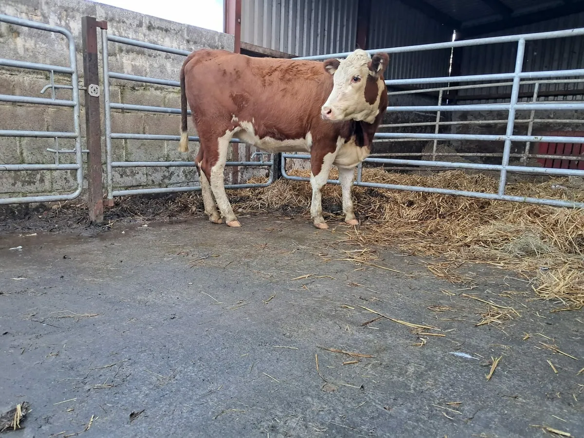 Two nice Hereford heifers - Image 1