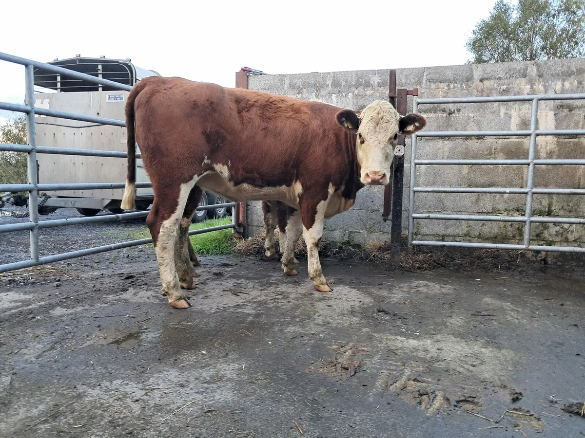 Two nice Hereford heifers - Image 2