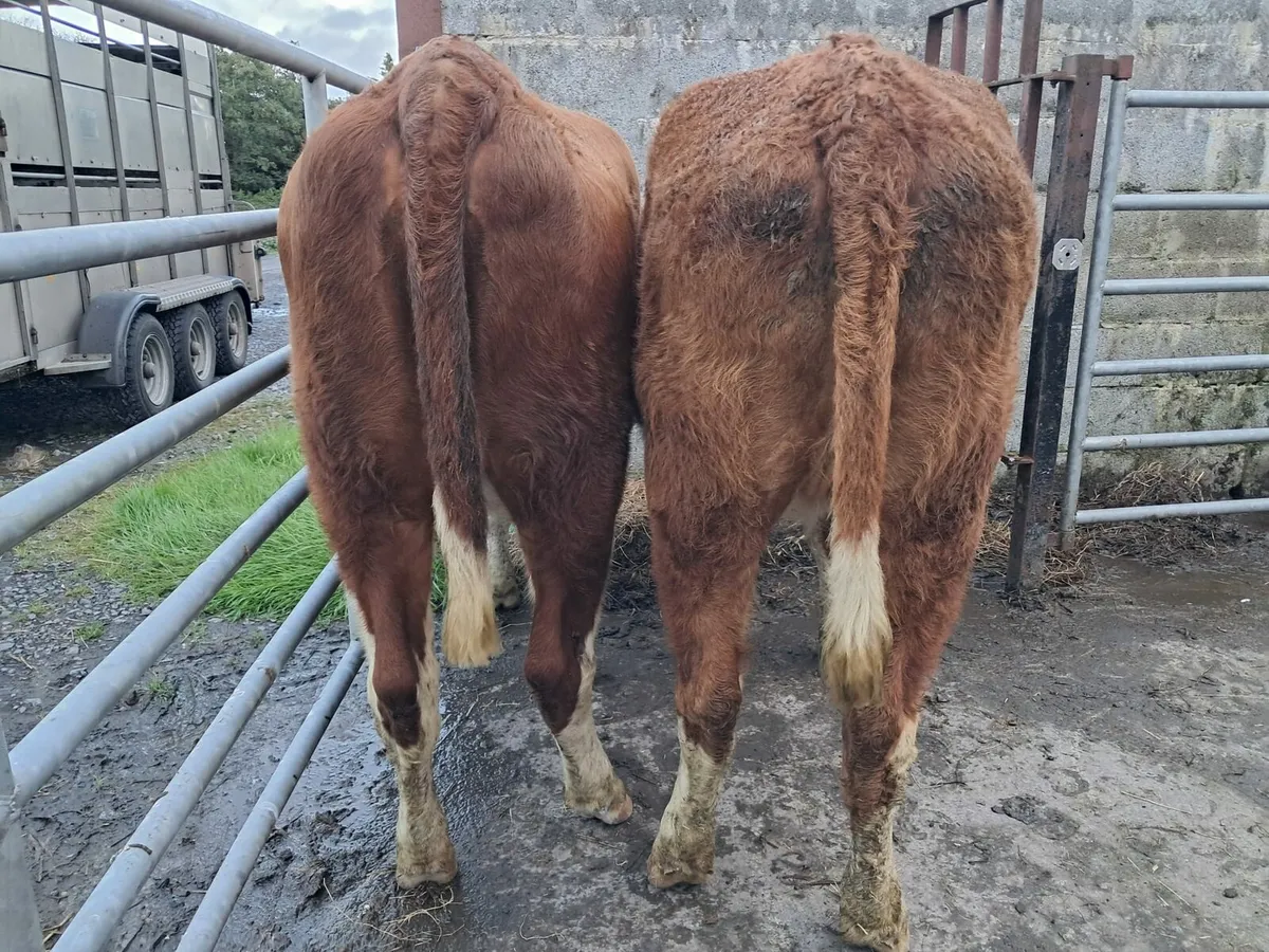 Two nice Hereford heifers - Image 3