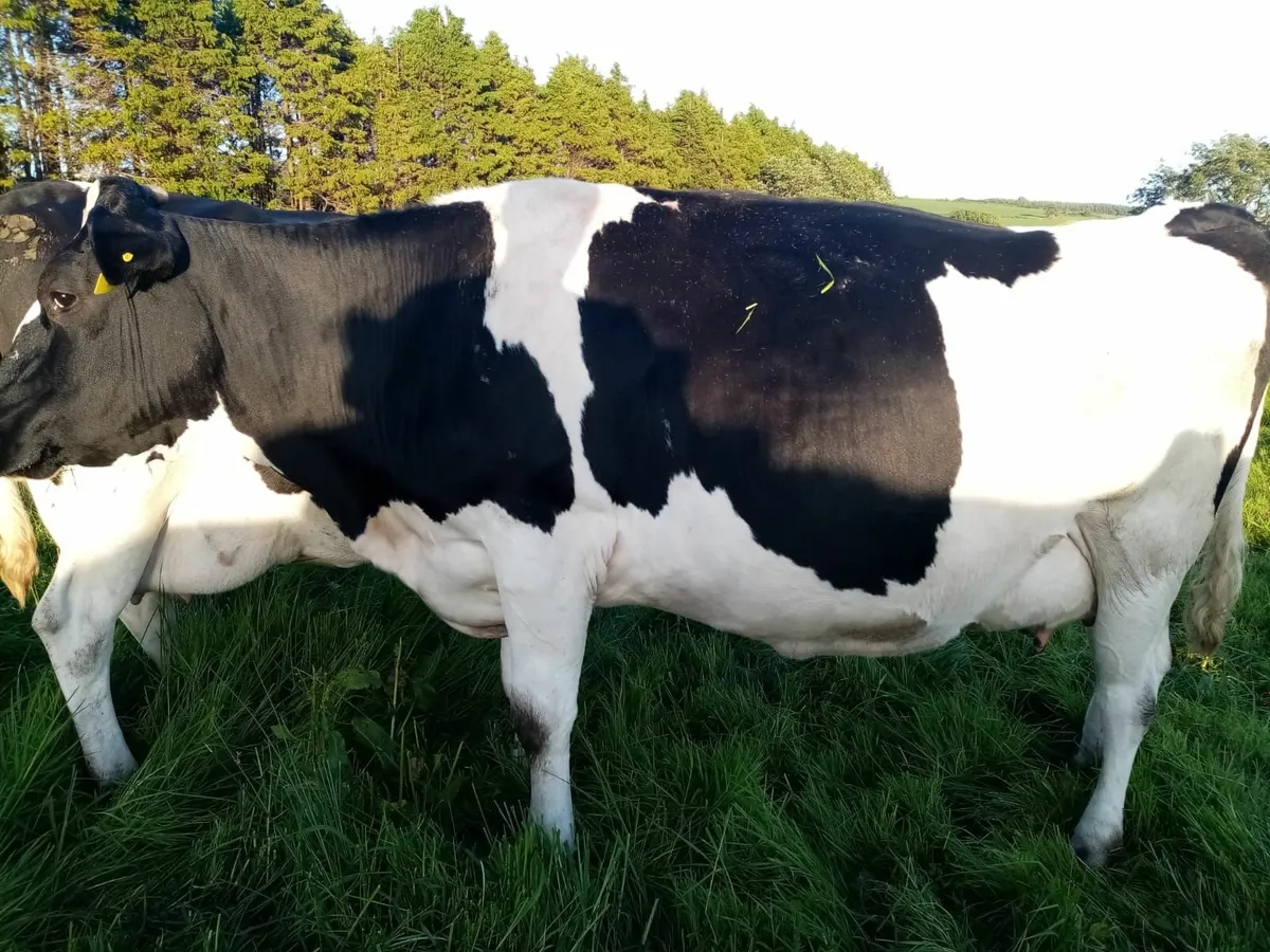 Finished Friesan Cows