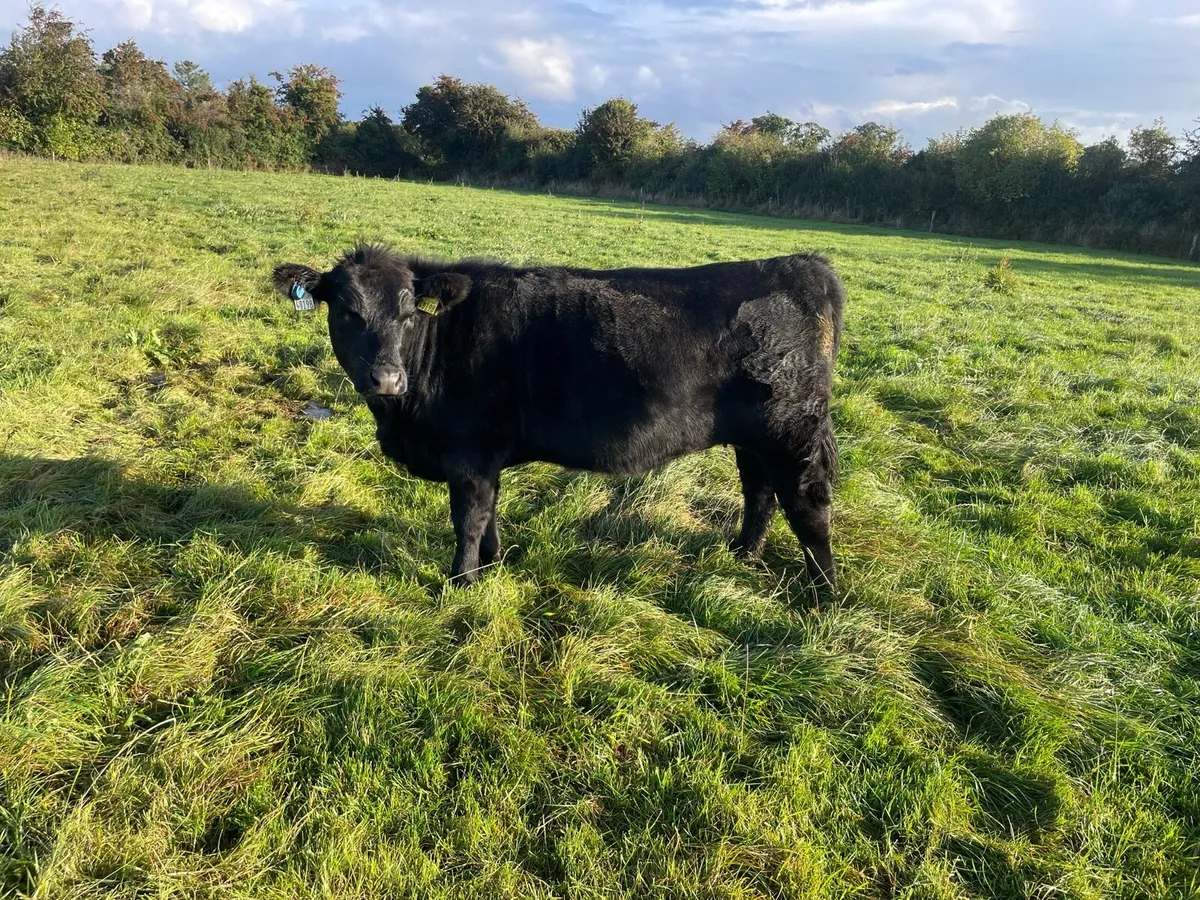Pedigree Angus heifers - Image 2