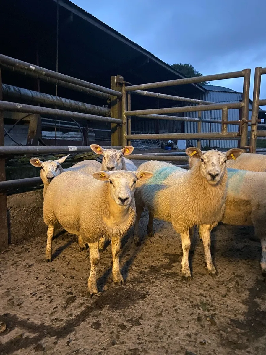 Texel x ewe lambs - Image 1