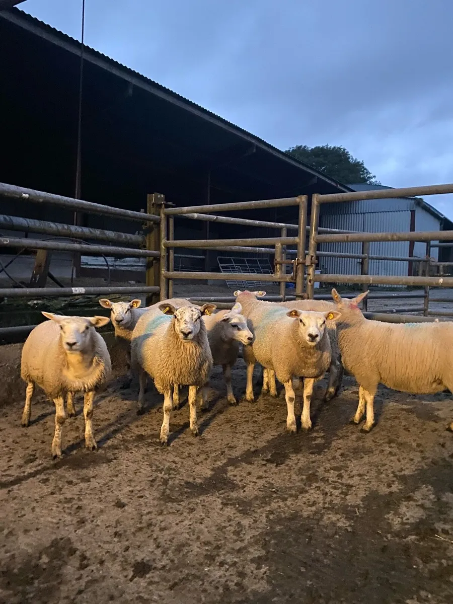 Texel x ewe lambs - Image 2