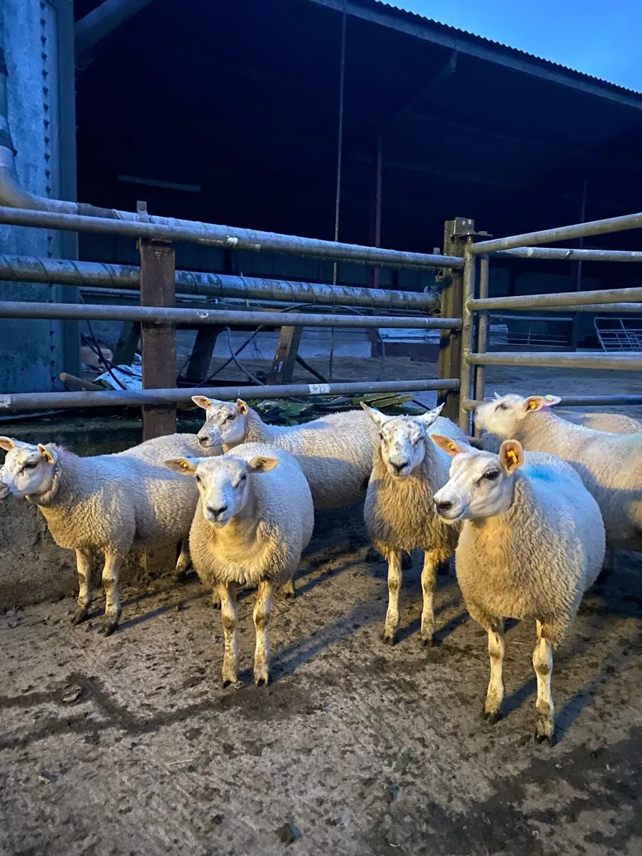 Texel x ewe lambs - Image 3