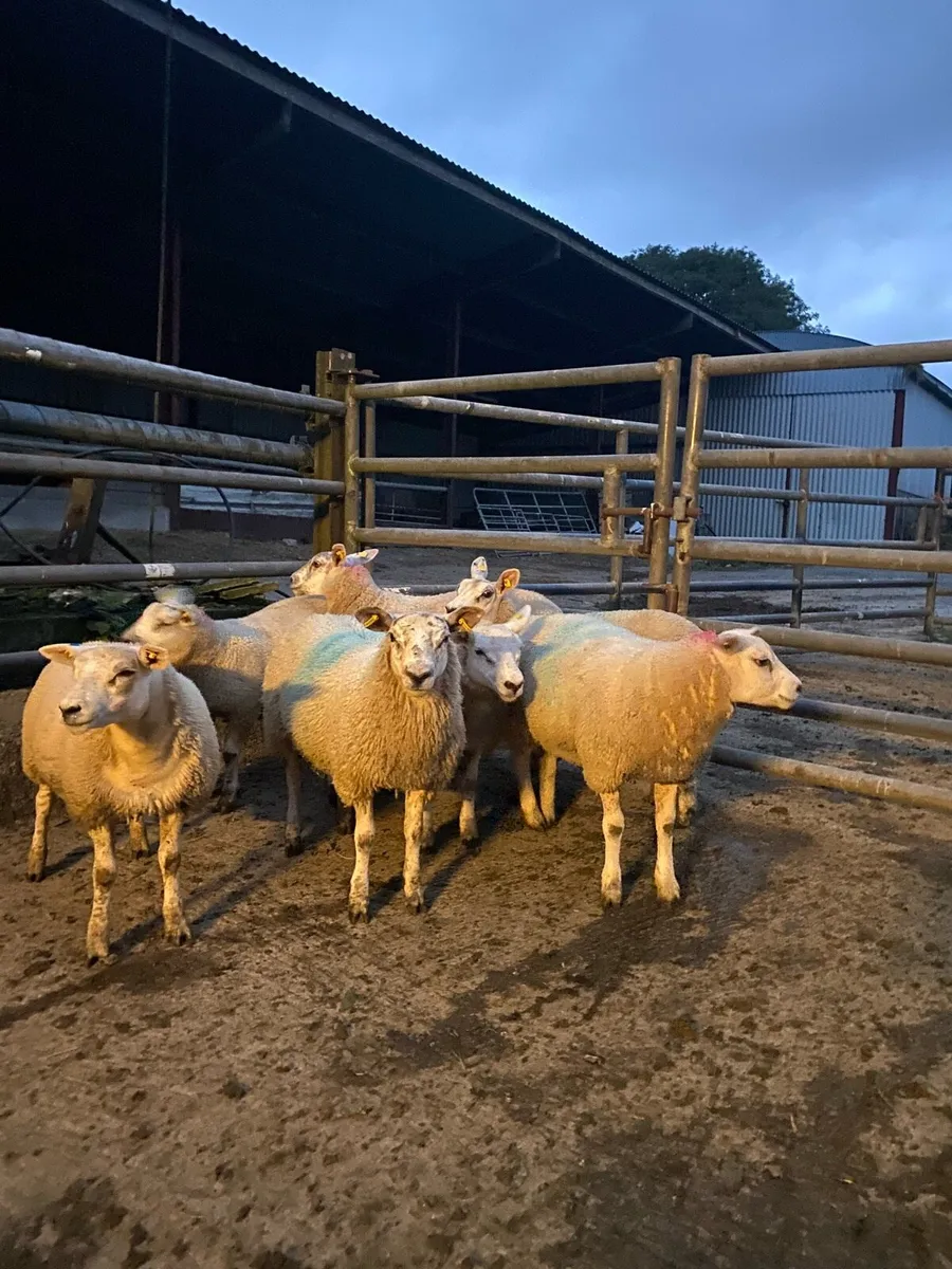Texel x ewe lambs - Image 4
