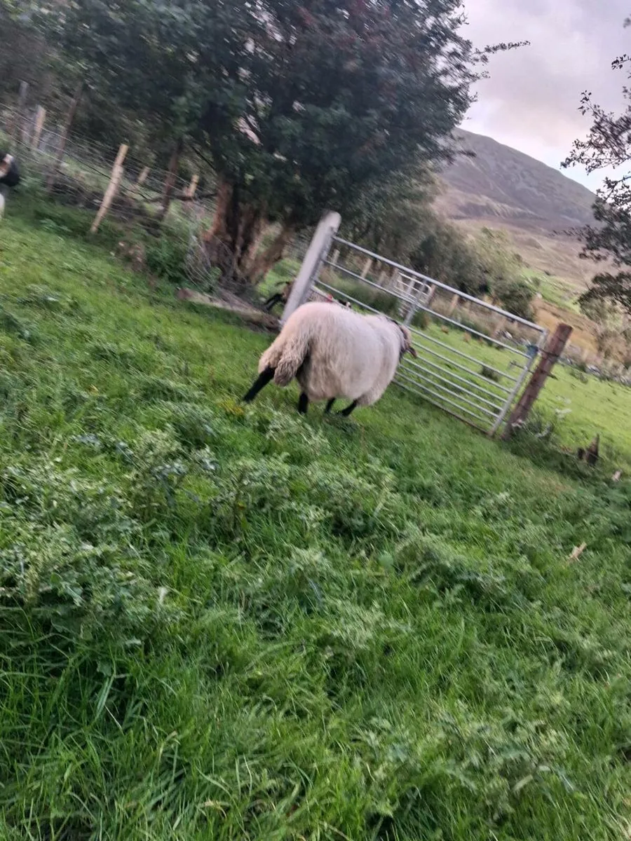 Ram - Image 2