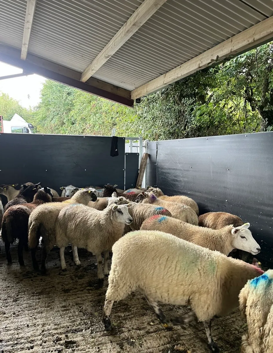 20 super ewe lambs for sale - Image 1