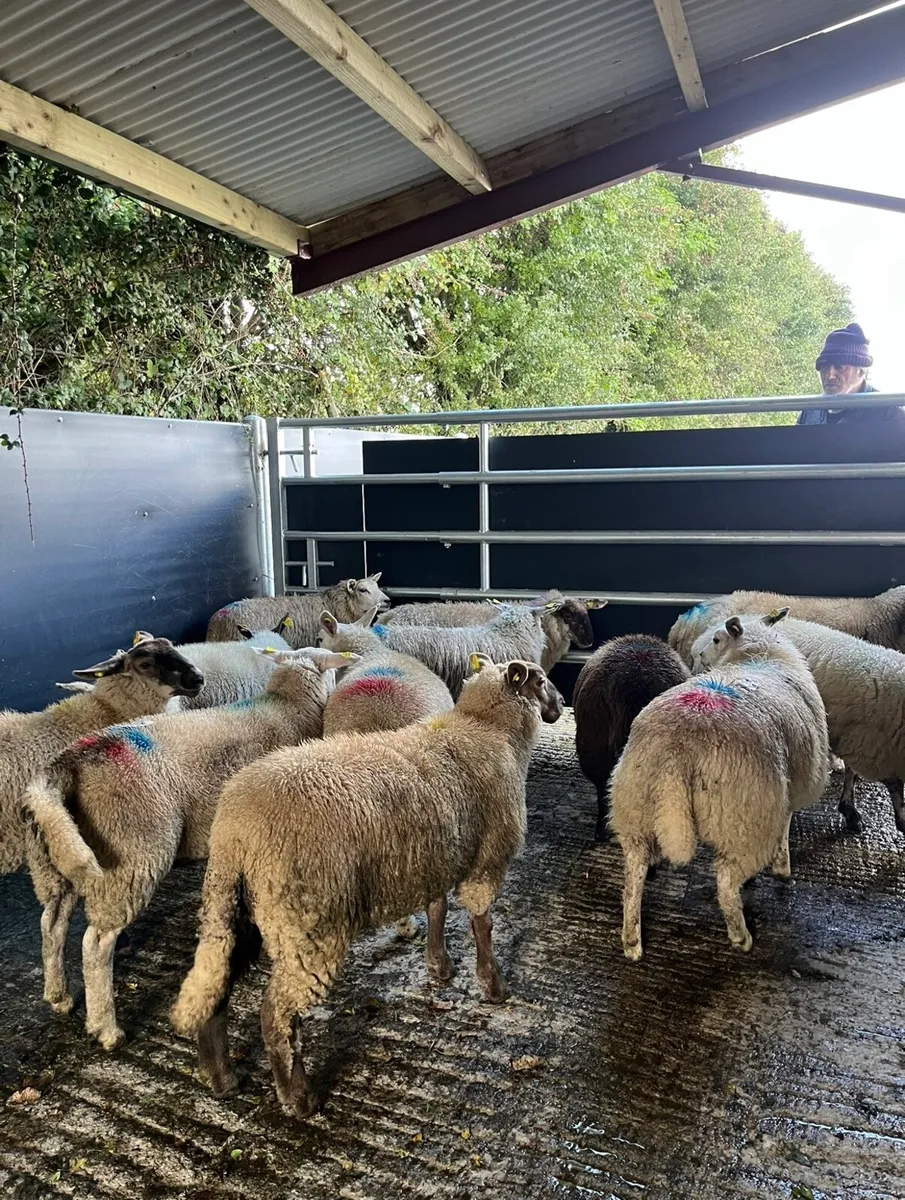 20 super ewe lambs for sale - Image 3