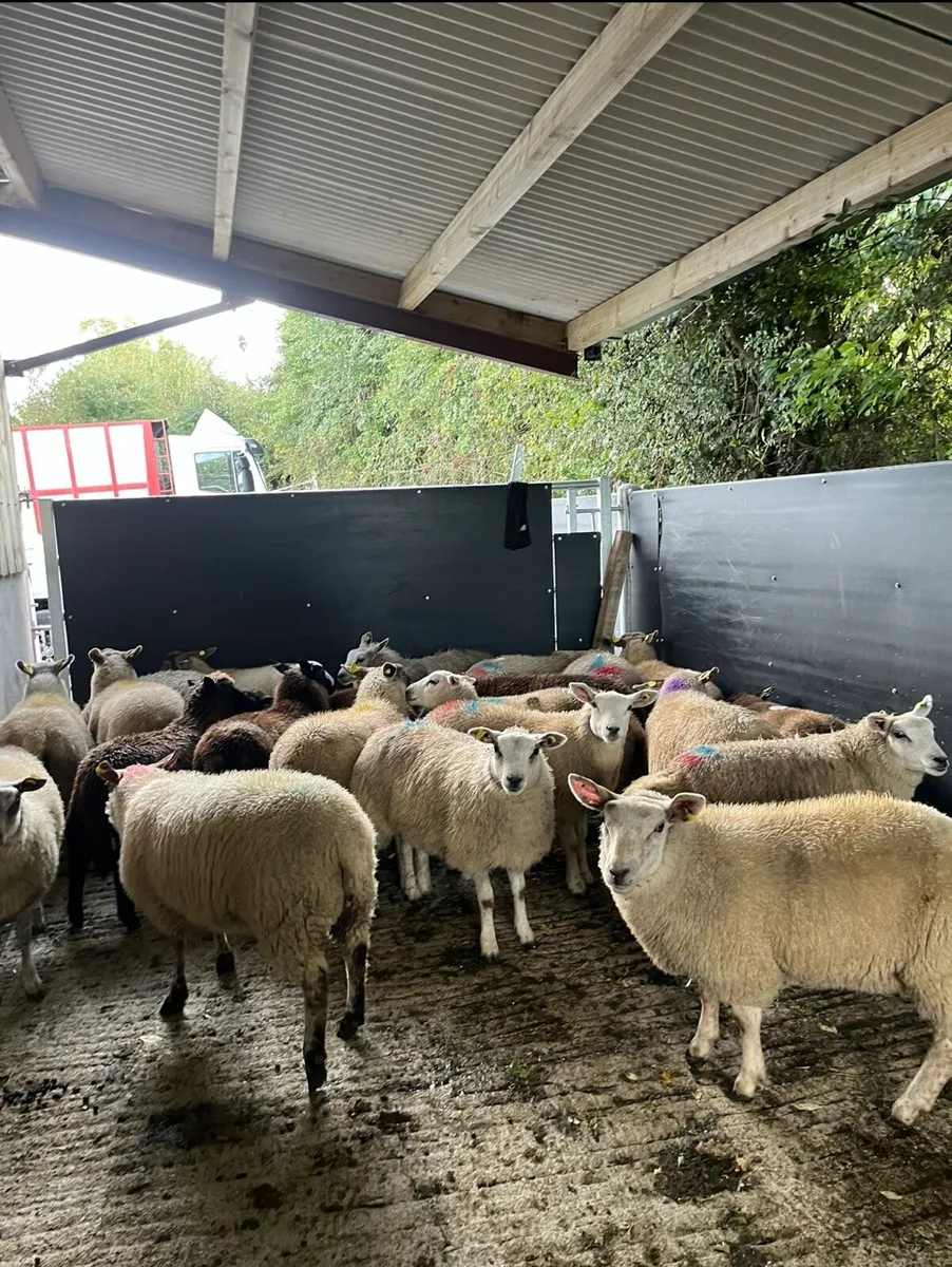 20 super ewe lambs for sale - Image 4