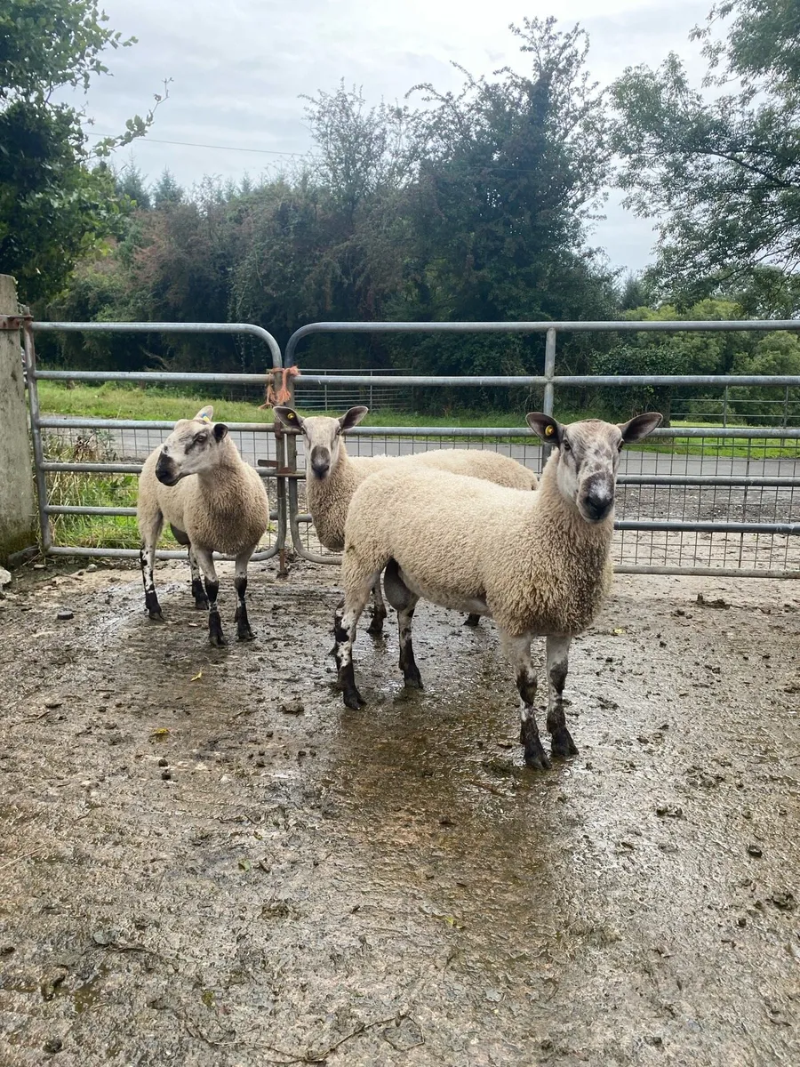 Blueleister rams - Image 1