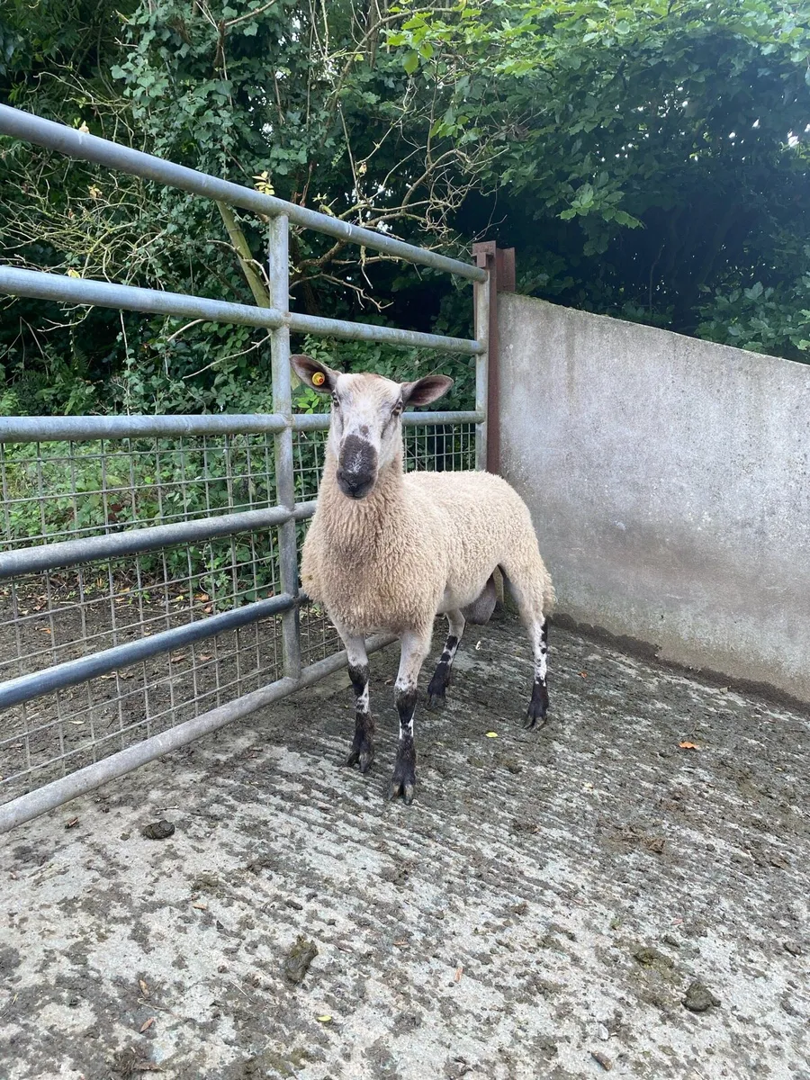 Blueleister rams - Image 4