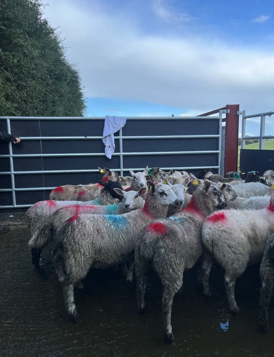32 smashing ewe lambs - Image 4