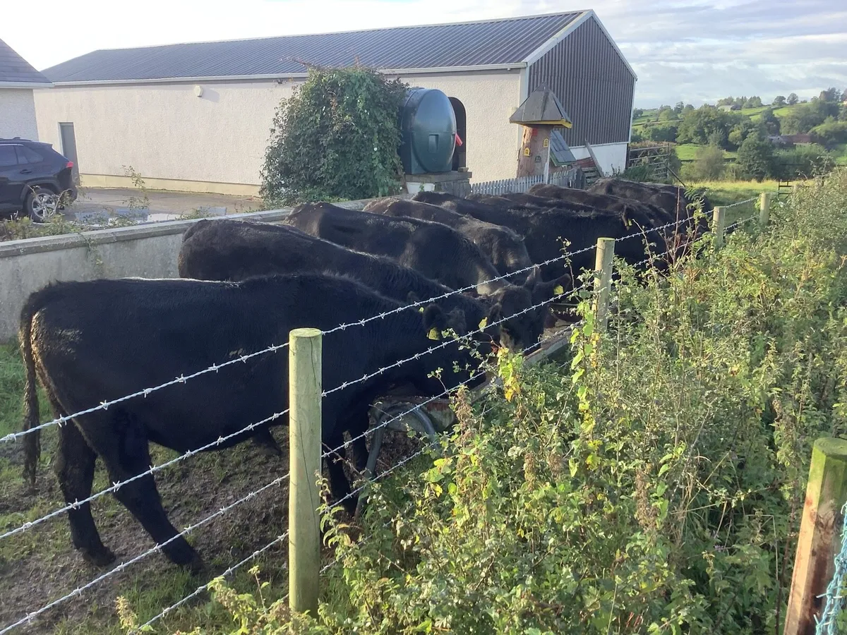 Quality Angus cattle - Image 1
