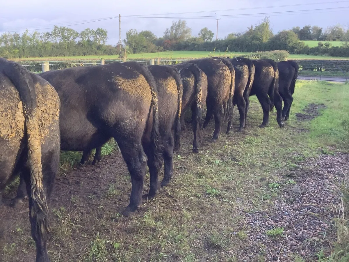 Quality Angus cattle - Image 2