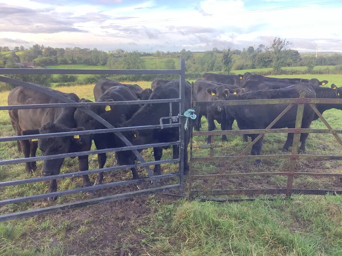 Quality Angus cattle - Image 3