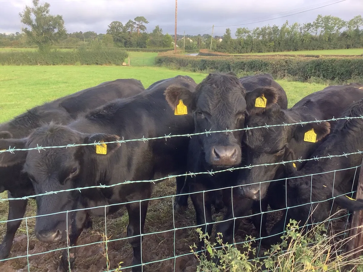 Quality Angus cattle - Image 4