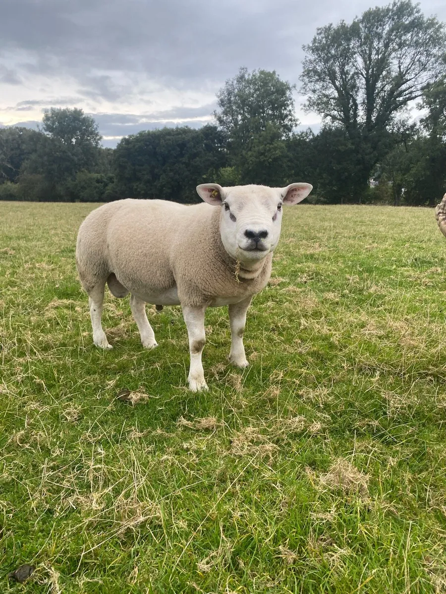 Texel ram - Image 1