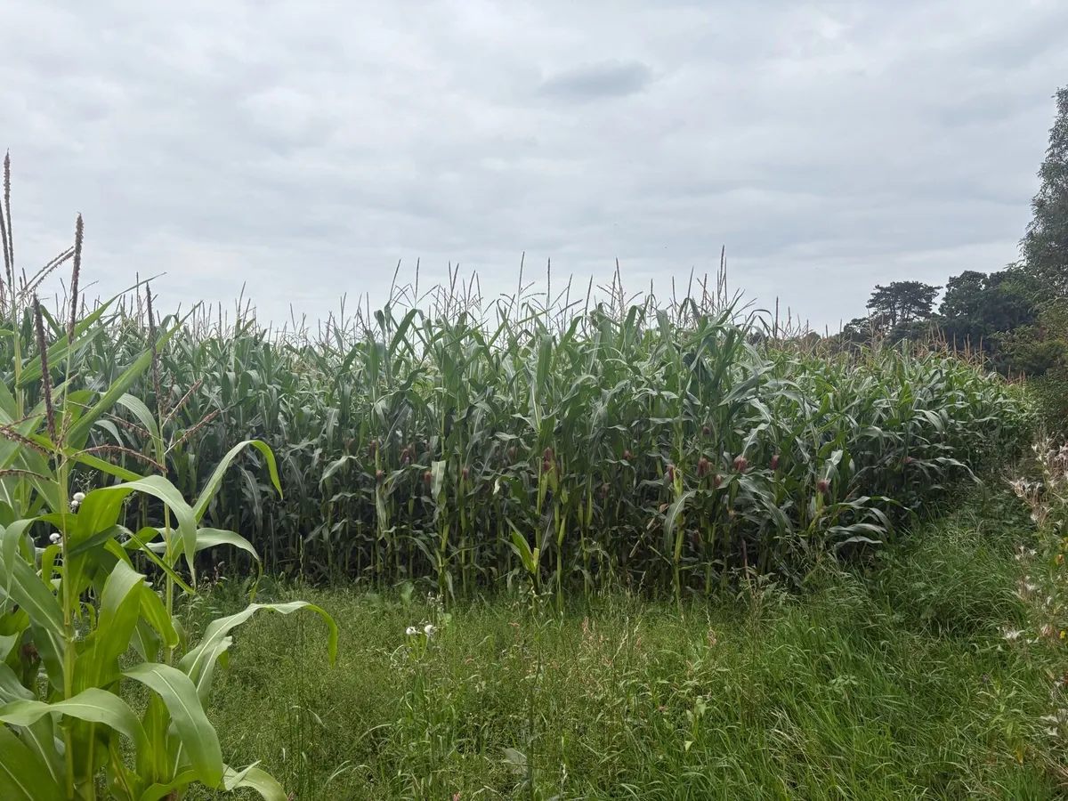 Maize for sale / standing crop - Image 1