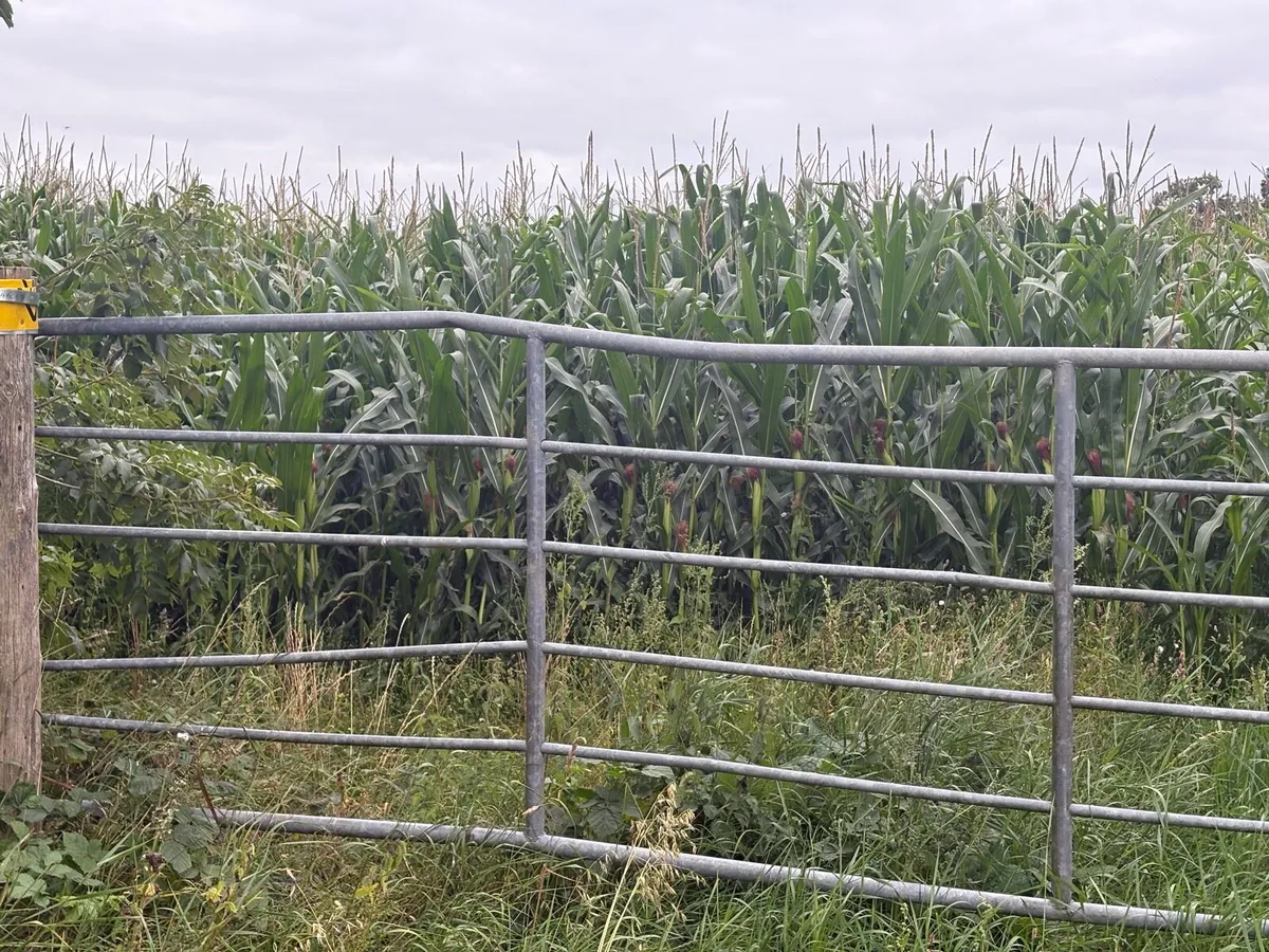 Maize for sale / standing crop - Image 2