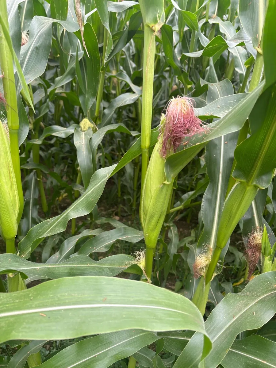 Maize for sale / standing crop - Image 3