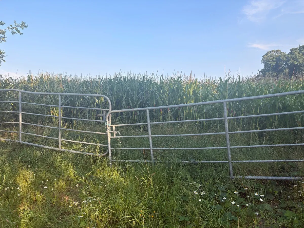 Maize for sale / standing crop - Image 4