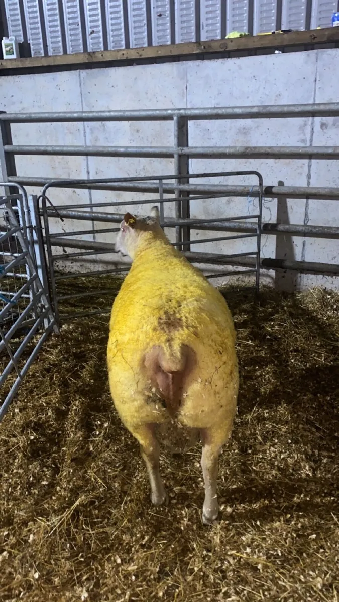 🔥 charlaois hogget ram 🔥 - Image 2