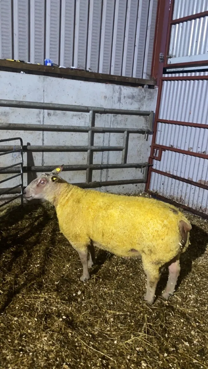 🔥 charlaois hogget ram 🔥 - Image 4