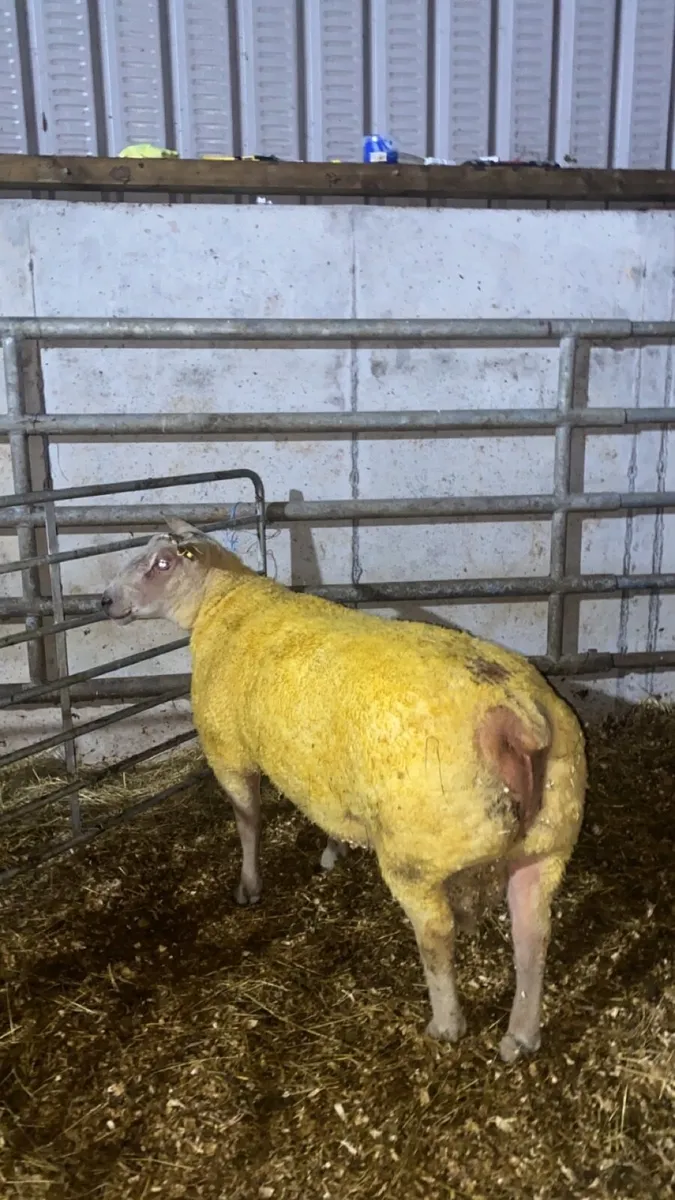 🔥 charlaois hogget ram 🔥 - Image 3