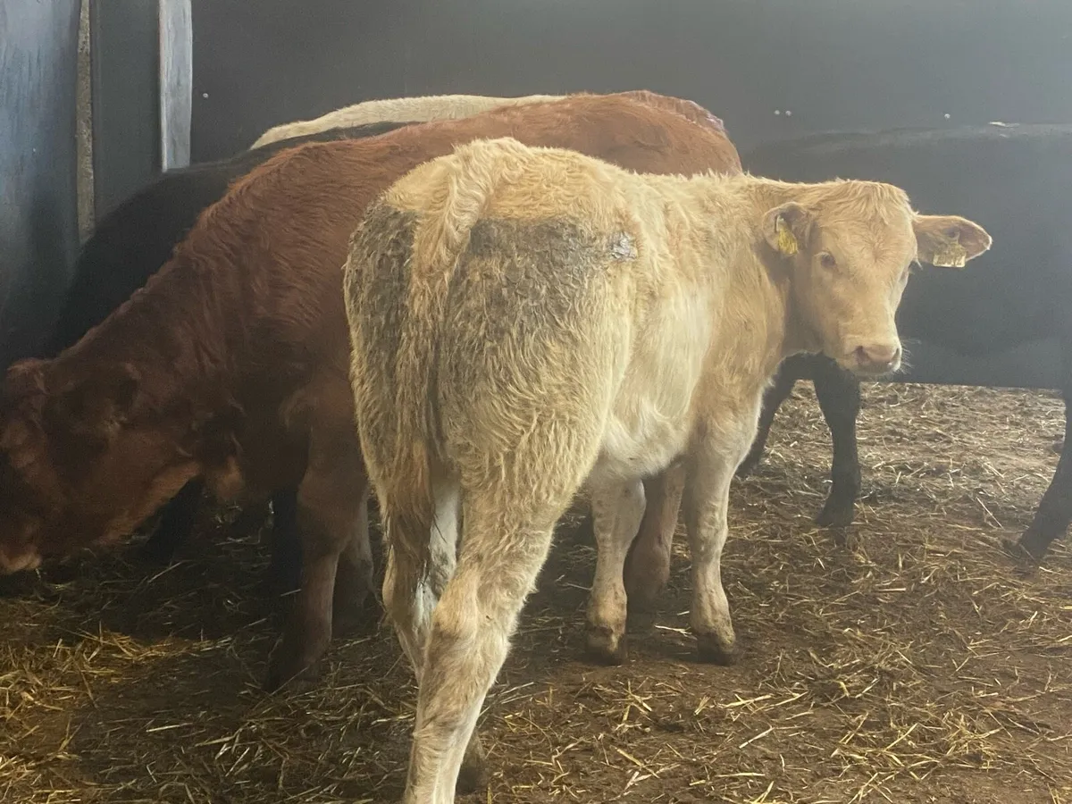 300KG Suckler Bred Heifers ( No Moves ) - Image 1