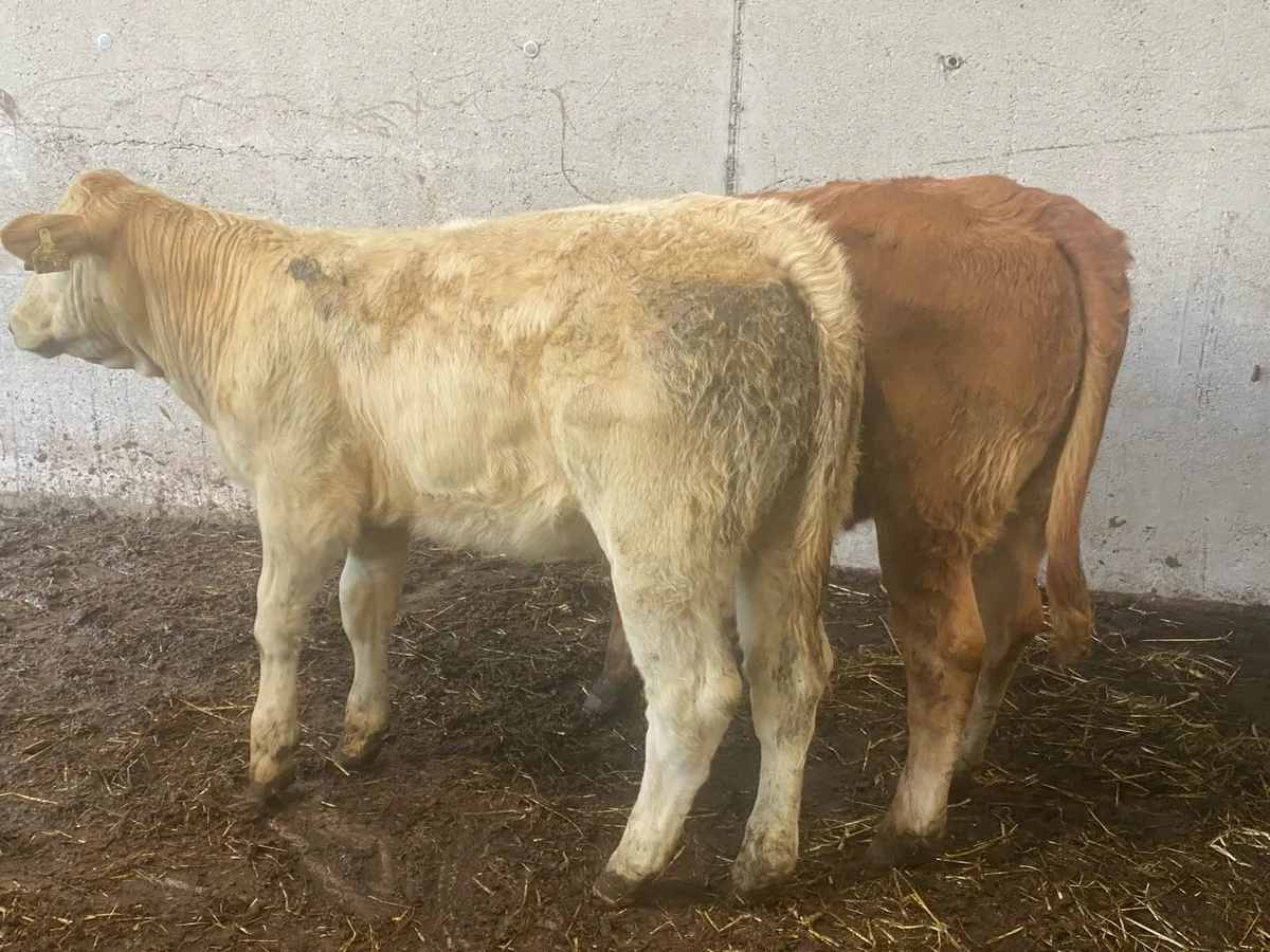 300KG Suckler Bred Heifers ( No Moves ) - Image 2