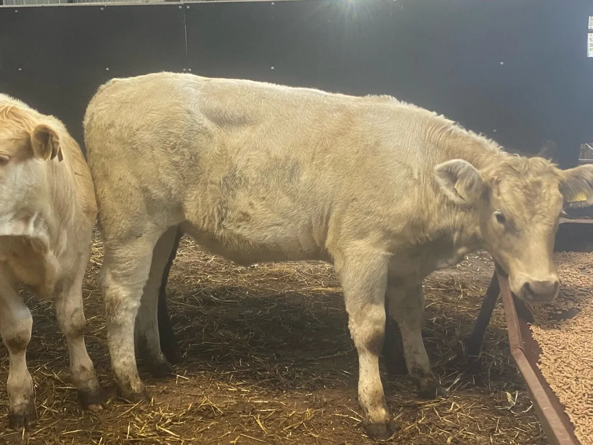 300KG Suckler Bred Heifers ( No Moves ) - Image 3