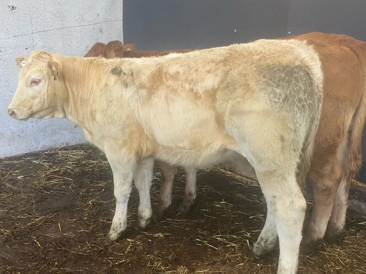 300KG Suckler Bred Heifers ( No Moves ) - Image 4
