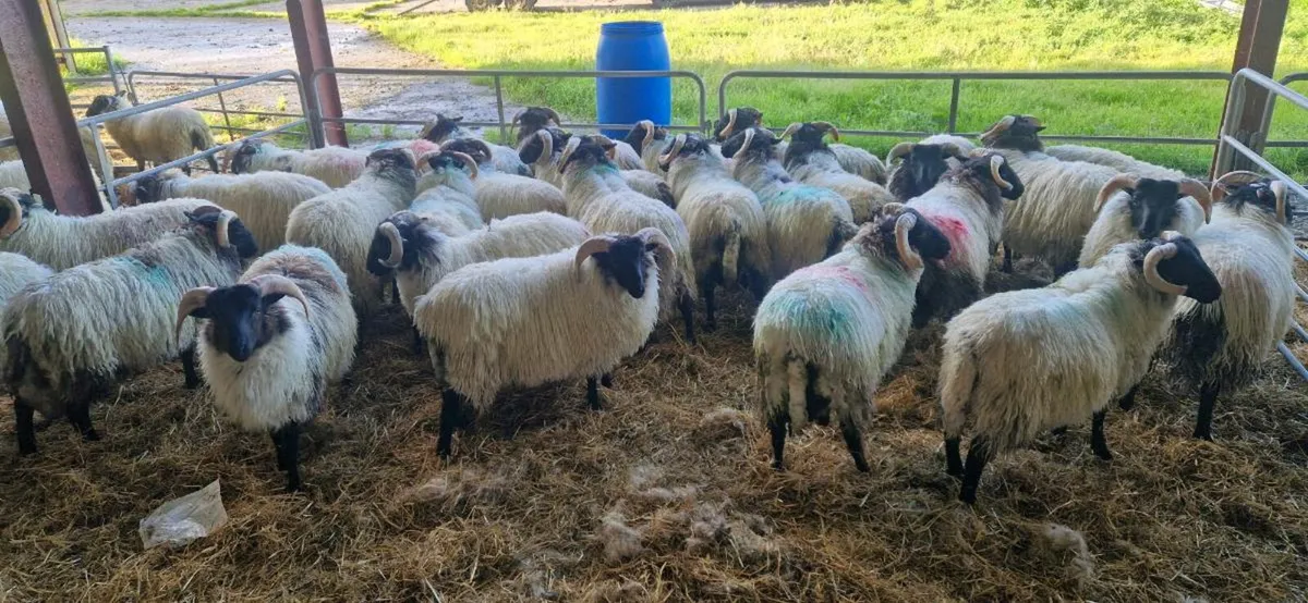 29 blackface ram lambs - Image 2