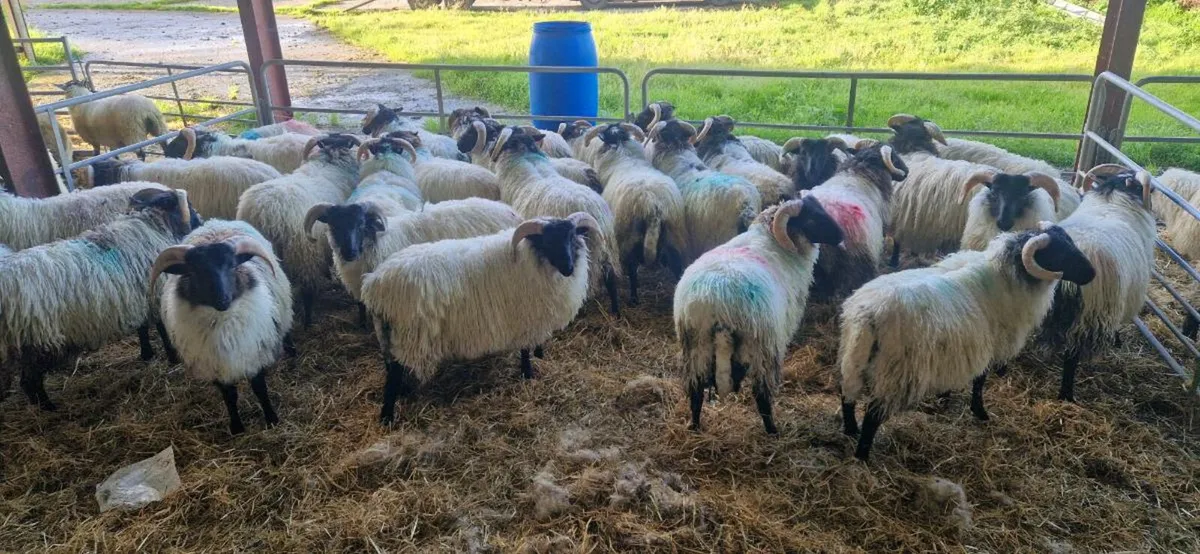 29 blackface ram lambs - Image 3