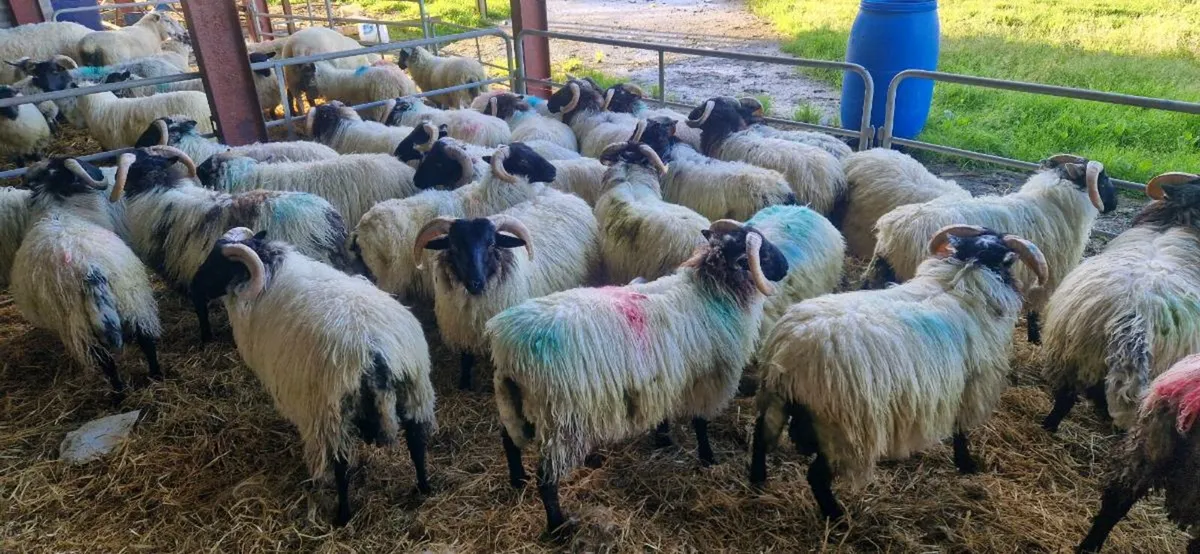 29 blackface ram lambs - Image 4