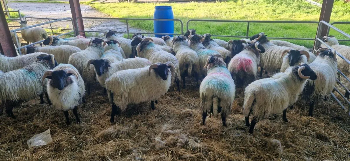 29 blackface ram lambs - Image 1