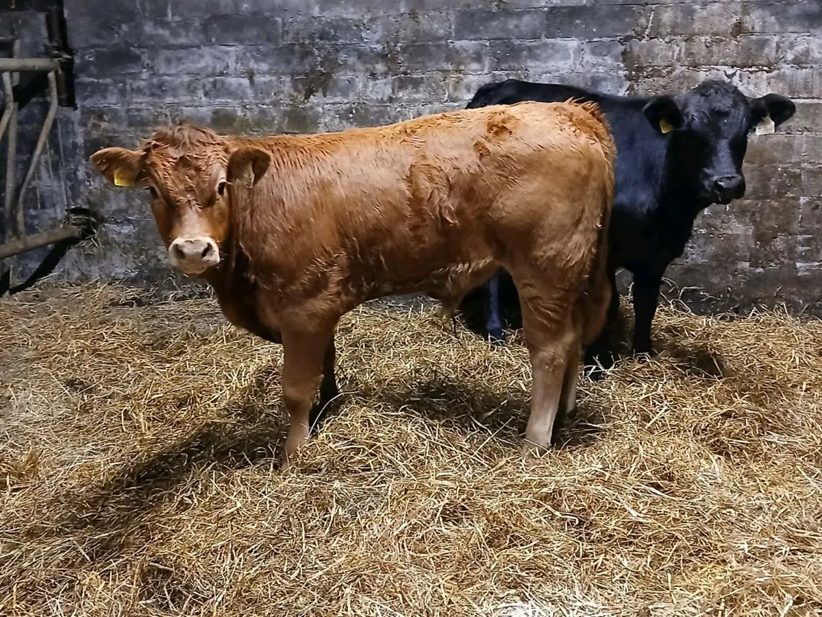 2 ORGANIC LIMOUSIN BULL WEANLINGS - Image 1
