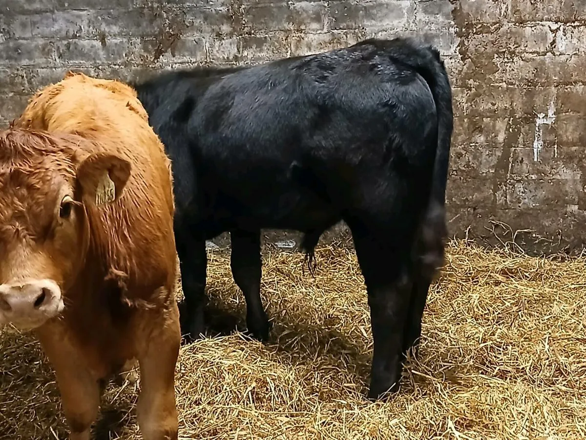 2 ORGANIC LIMOUSIN BULL WEANLINGS - Image 2