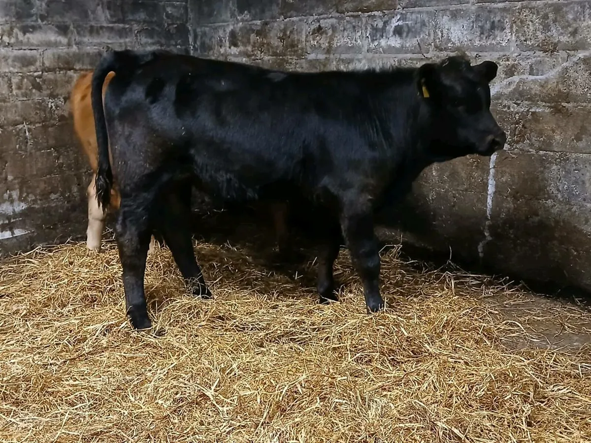 2 ORGANIC LIMOUSIN BULL WEANLINGS - Image 3