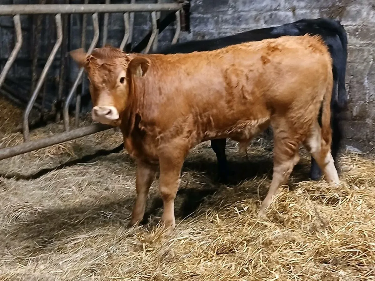 2 ORGANIC LIMOUSIN BULL WEANLINGS - Image 4