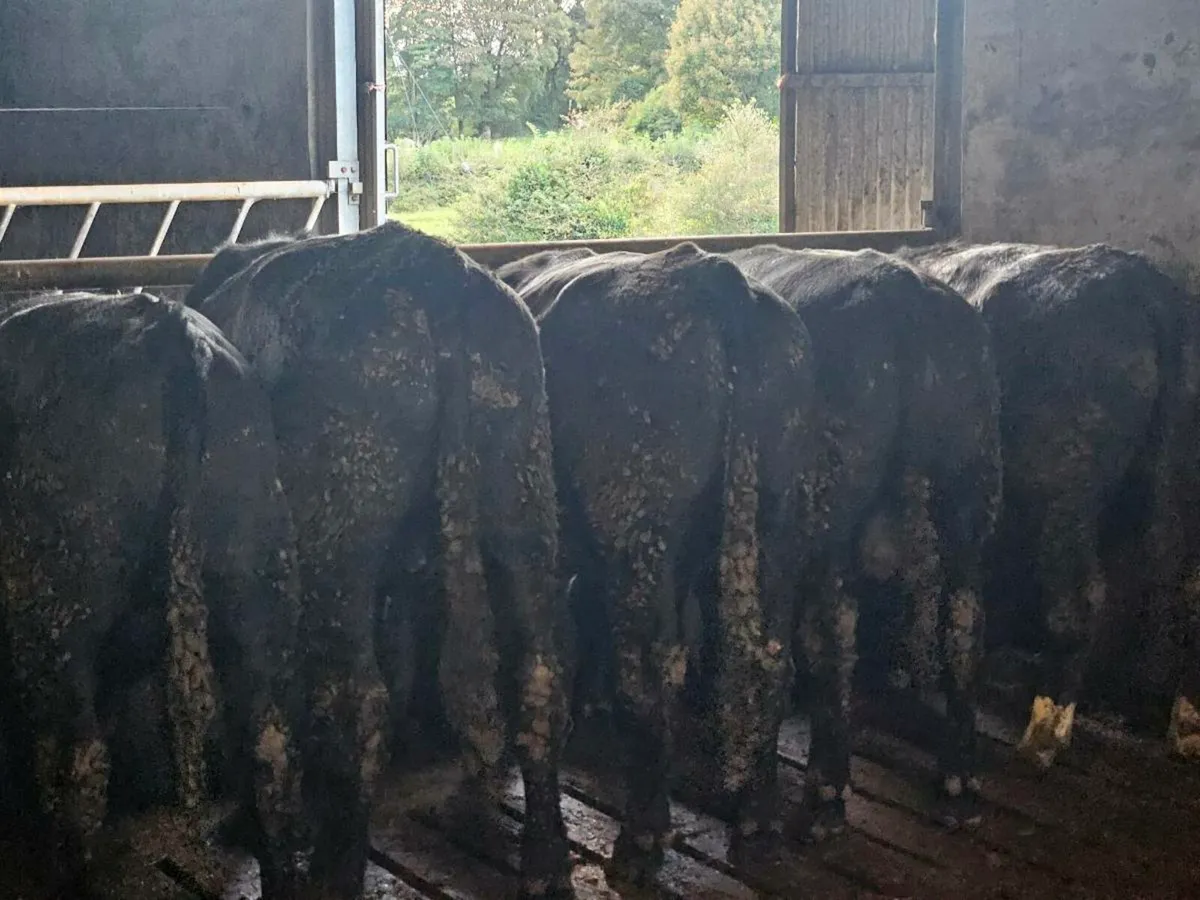 Bullocks - Image 1