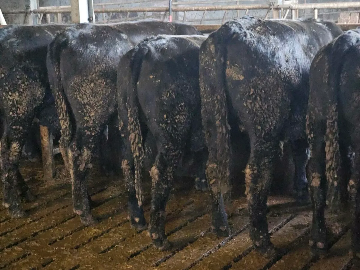 Bullocks - Image 2