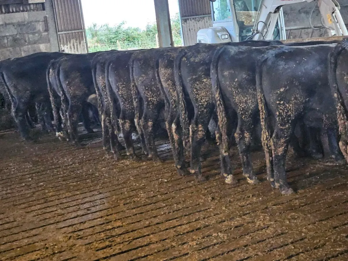 Bullocks - Image 3