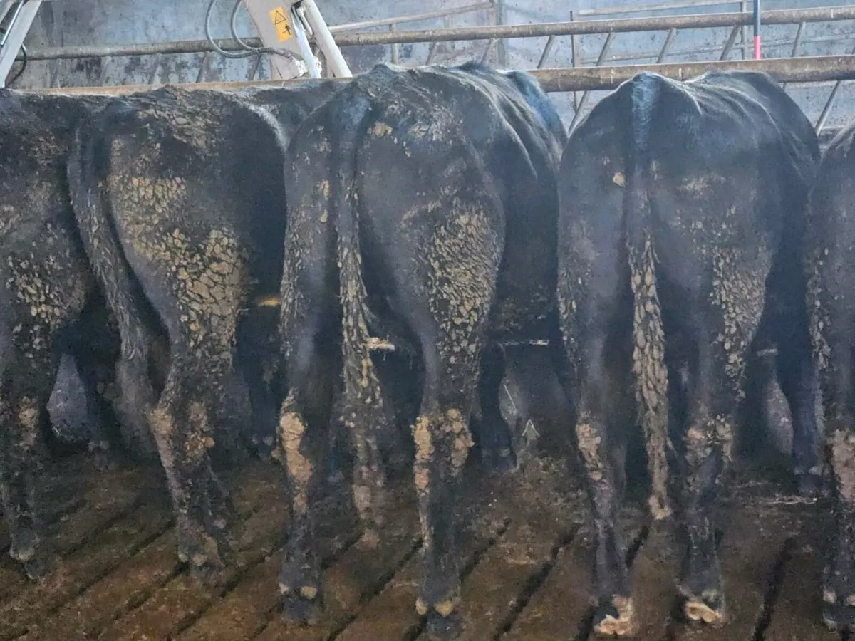 Bullocks - Image 4