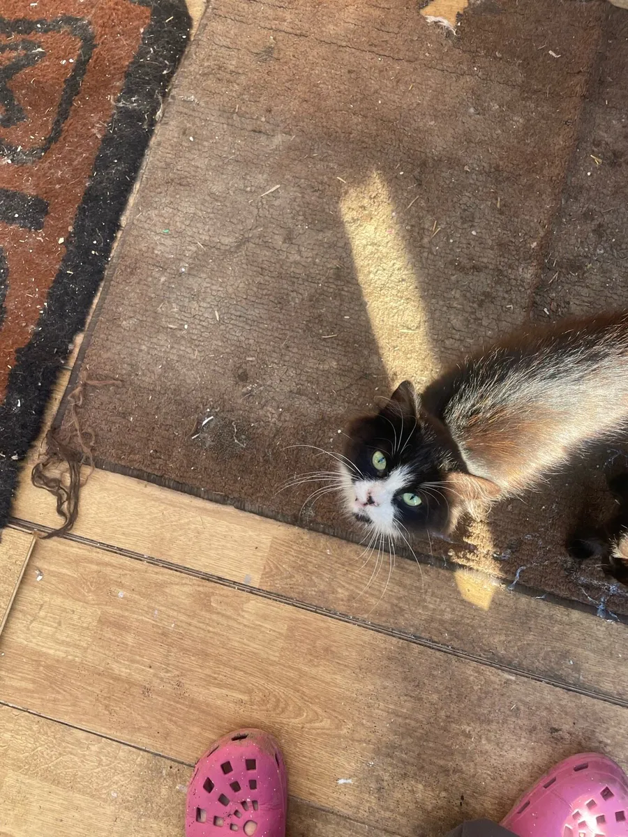 Adoption kitten - Image 2